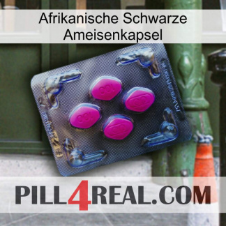 Africa Black Ant Capsule 02